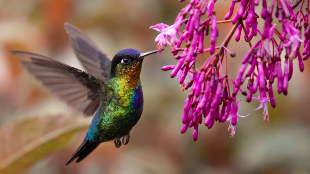 Flowers in costa rica